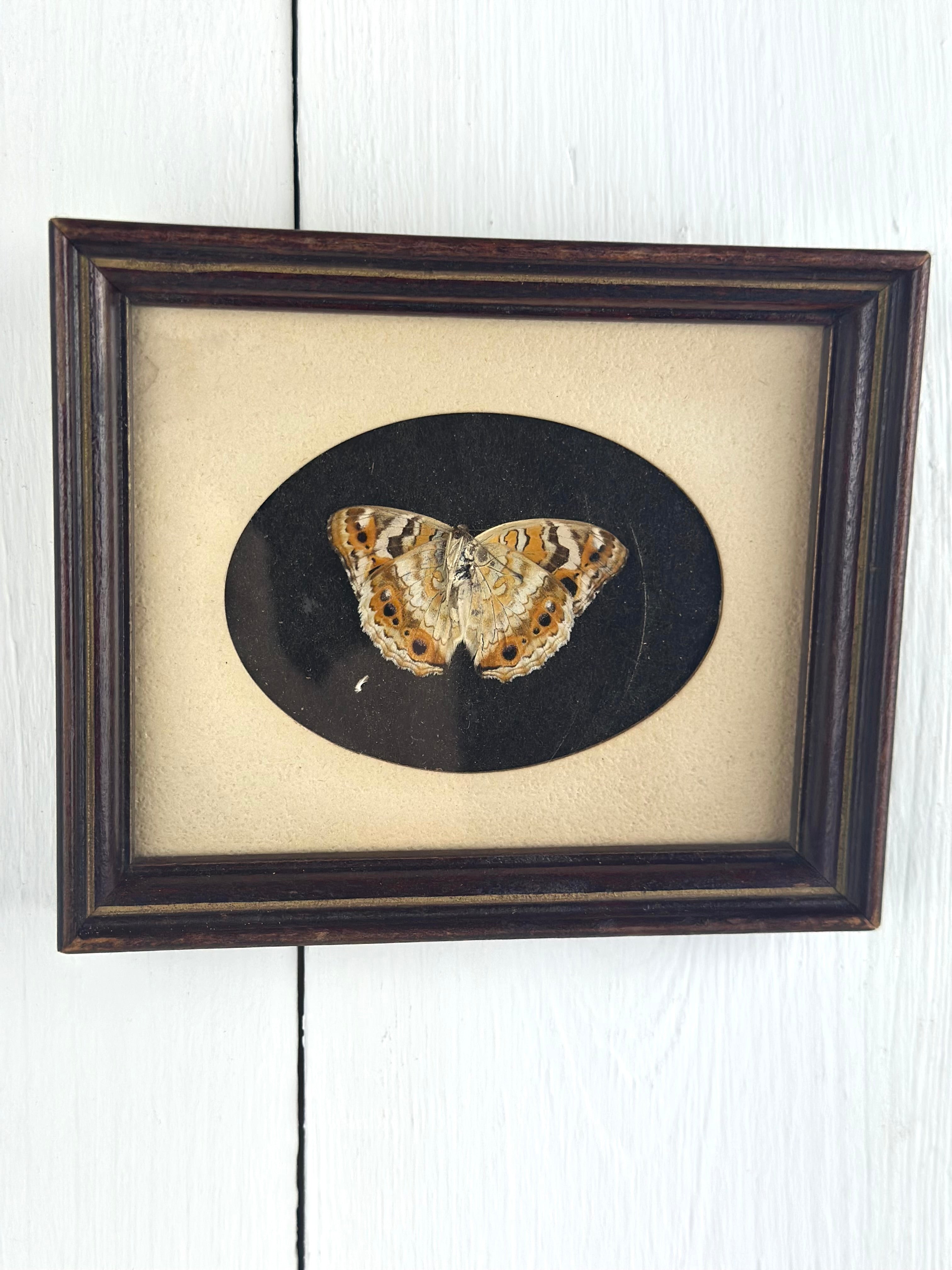 FRAMED PRESERVED BUTTERFLY