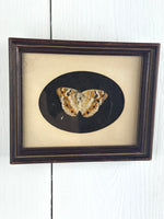 FRAMED PRESERVED BUTTERFLY