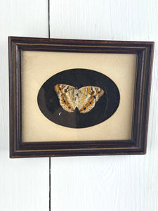 FRAMED PRESERVED BUTTERFLY