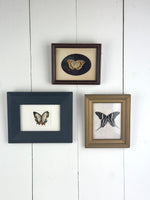 FRAMED PRESERVED BUTTERFLY