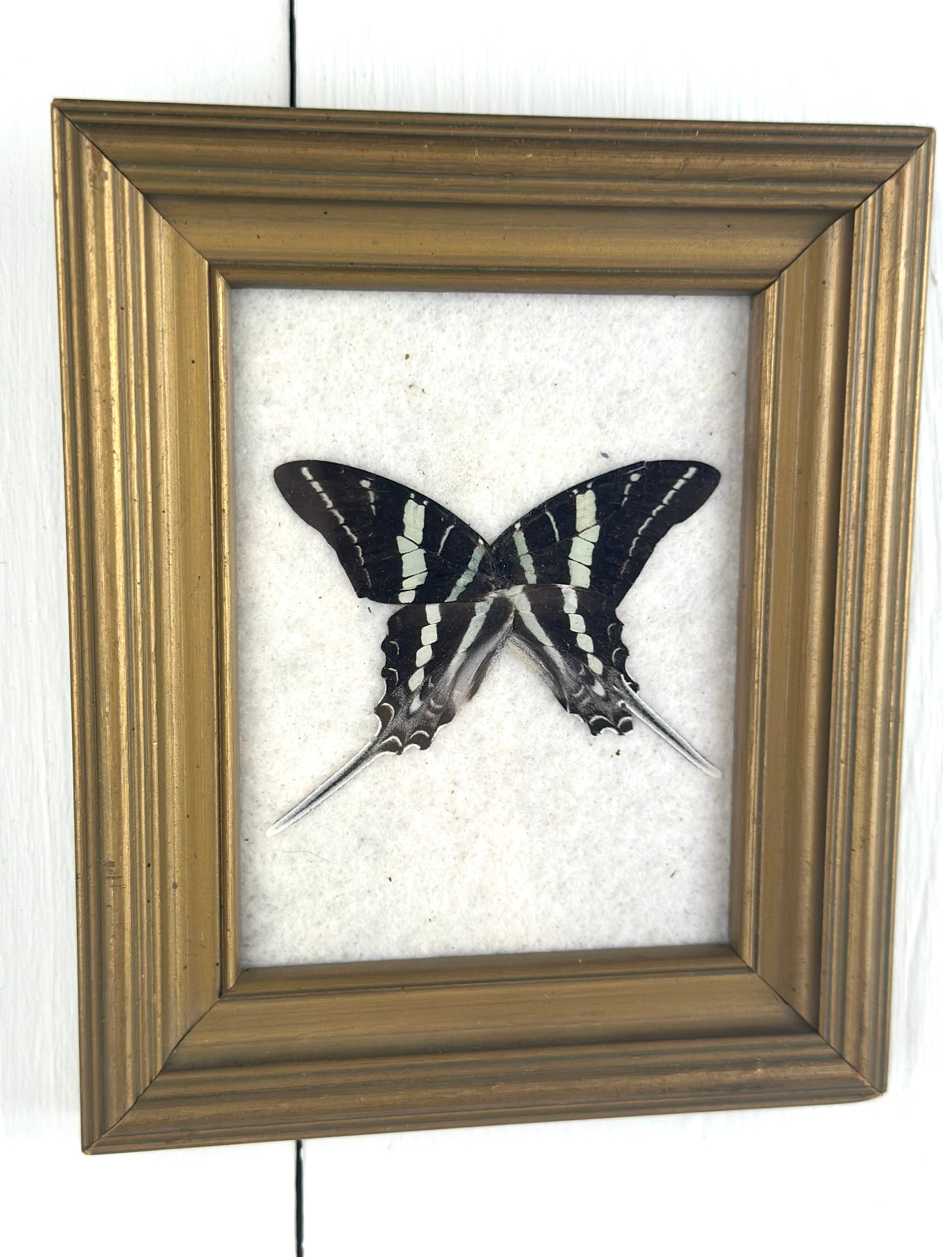 FRAMED PRESERVED BUTTERFLY