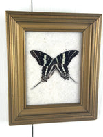 FRAMED PRESERVED BUTTERFLY