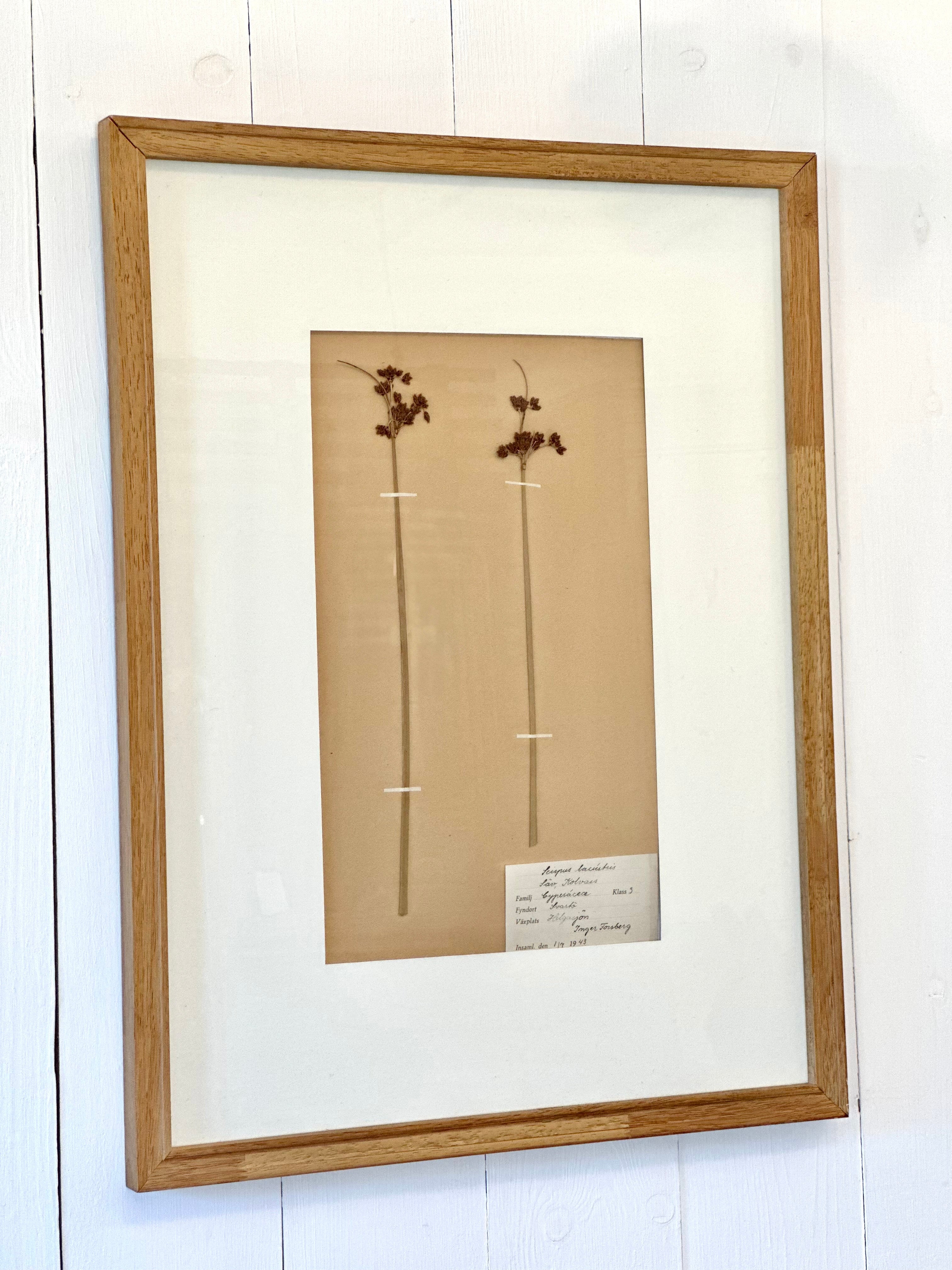 ANTIQUE FRAMED SWEDISH PRESSED HERBARIUM