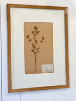 ANTIQUE FRAMED SWEDISH PRESSED HERBARIUM