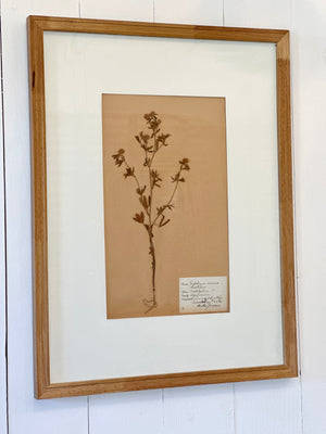 ANTIQUE FRAMED SWEDISH PRESSED HERBARIUM
