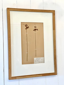 ANTIQUE FRAMED SWEDISH PRESSED HERBARIUM