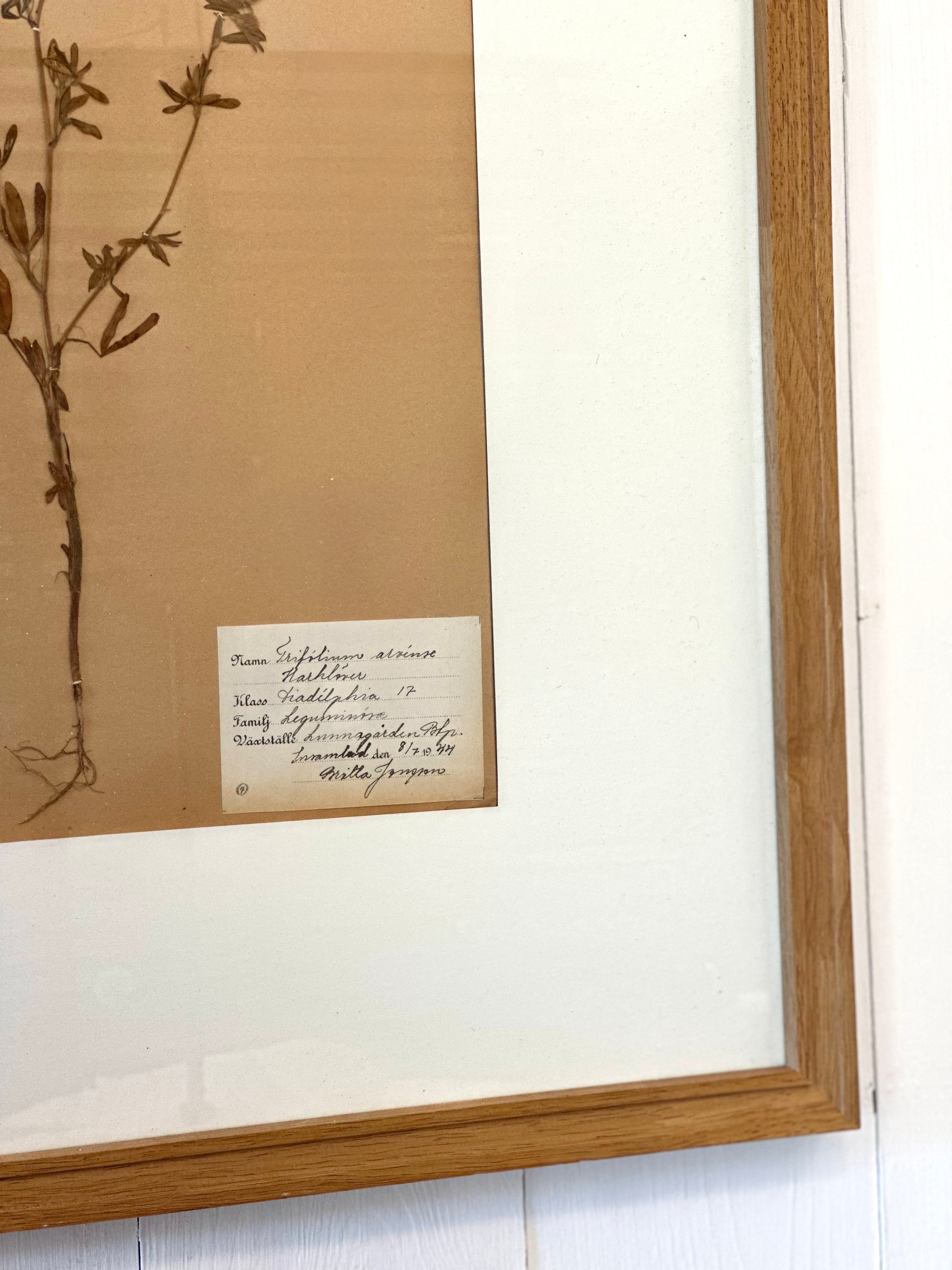 ANTIQUE FRAMED SWEDISH PRESSED HERBARIUM DETAIL