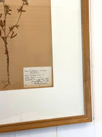 ANTIQUE FRAMED SWEDISH PRESSED HERBARIUM DETAIL