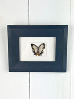 FRAMED PRESERVED BUTTERFLY