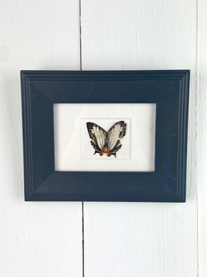 FRAMED PRESERVED BUTTERFLY