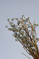 PRESERVED EUCALYPTUS FRUIT