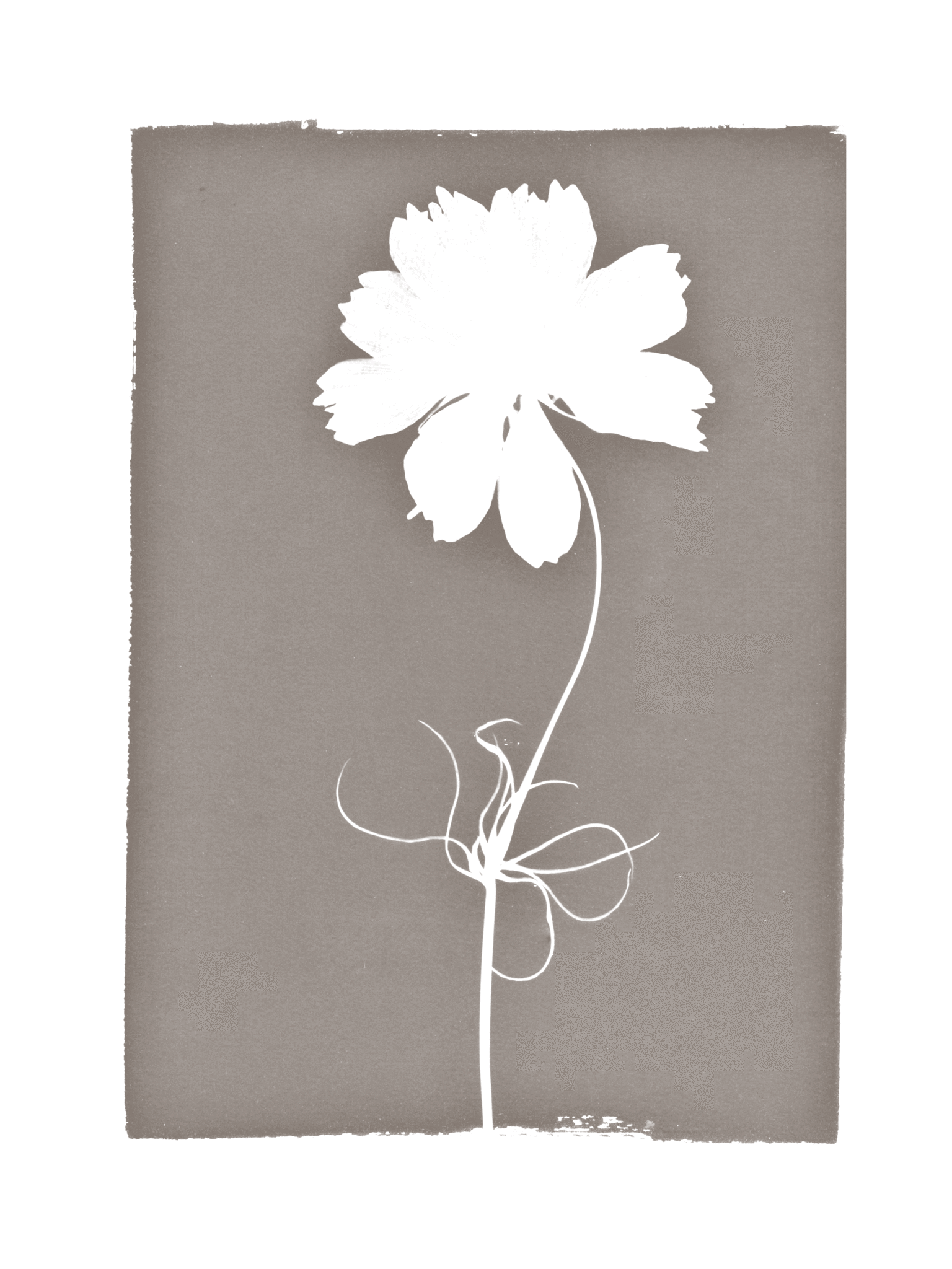 FLORAL CYANOTYPE PRINT  - ON STRETCHED CANVAS