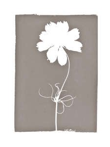 FLORAL CYANOTYPE PRINT  - ON STRETCHED CANVAS
