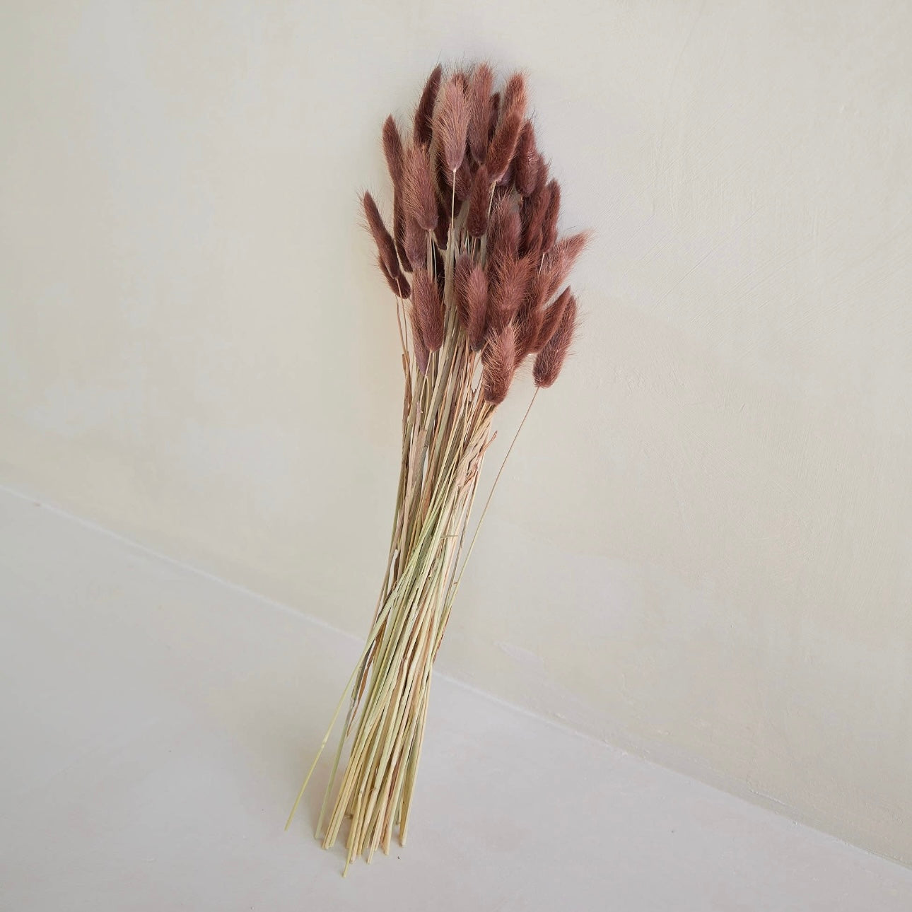 PRESERVED BUNNY TAILS