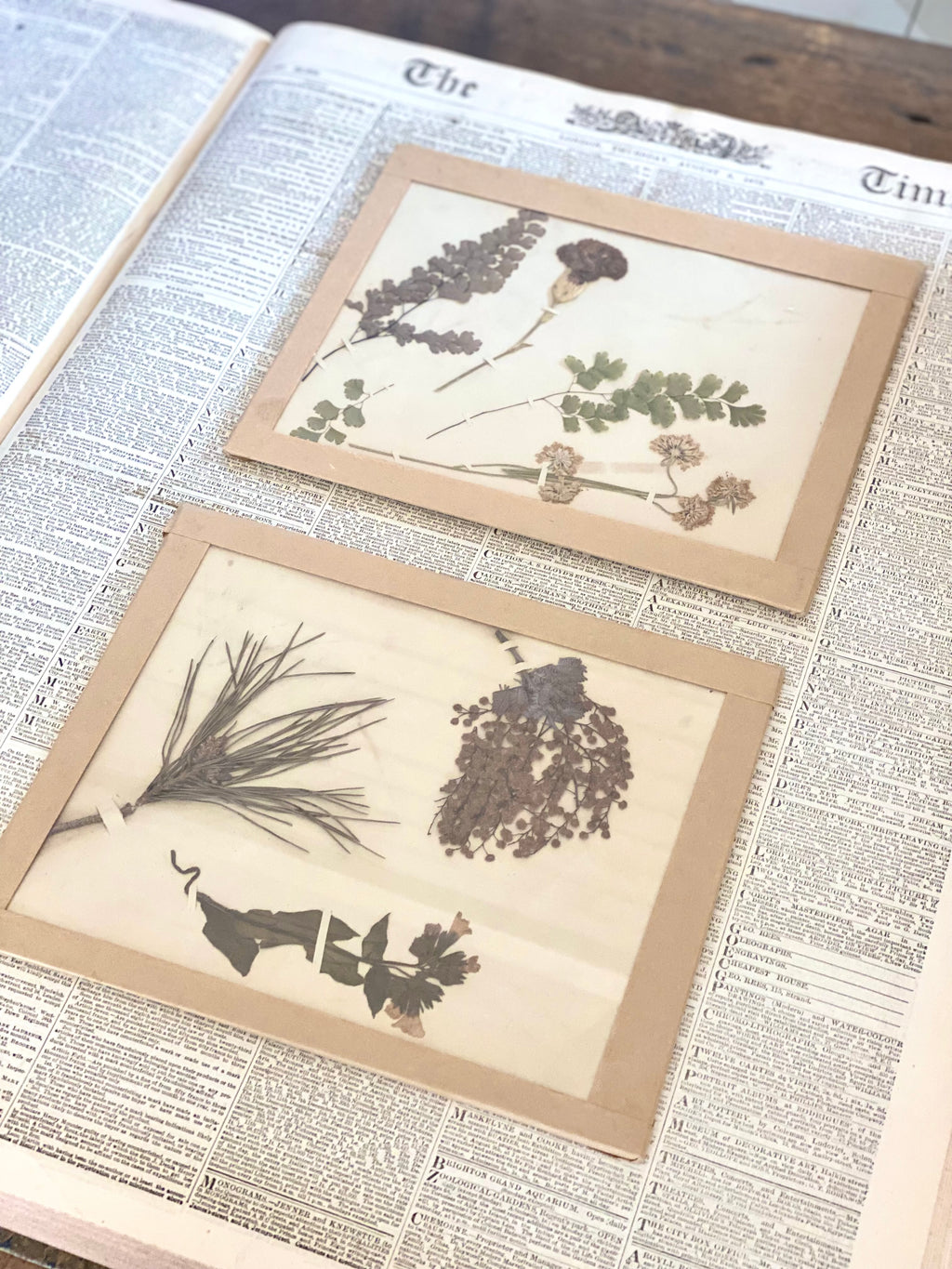 VINTAGE PRESSED BOTANICAL