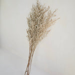 LIMONIUM BRANCHES