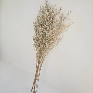 LIMONIUM BRANCHES