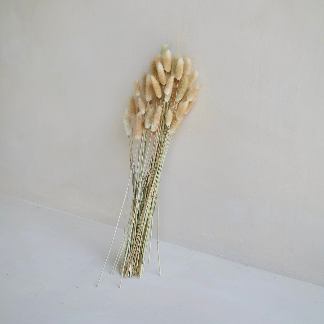 PRESERVED BUNNY TAILS