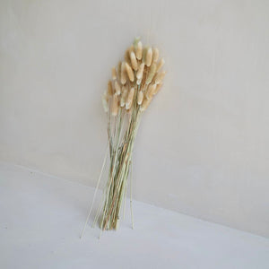 PRESERVED BUNNY TAILS