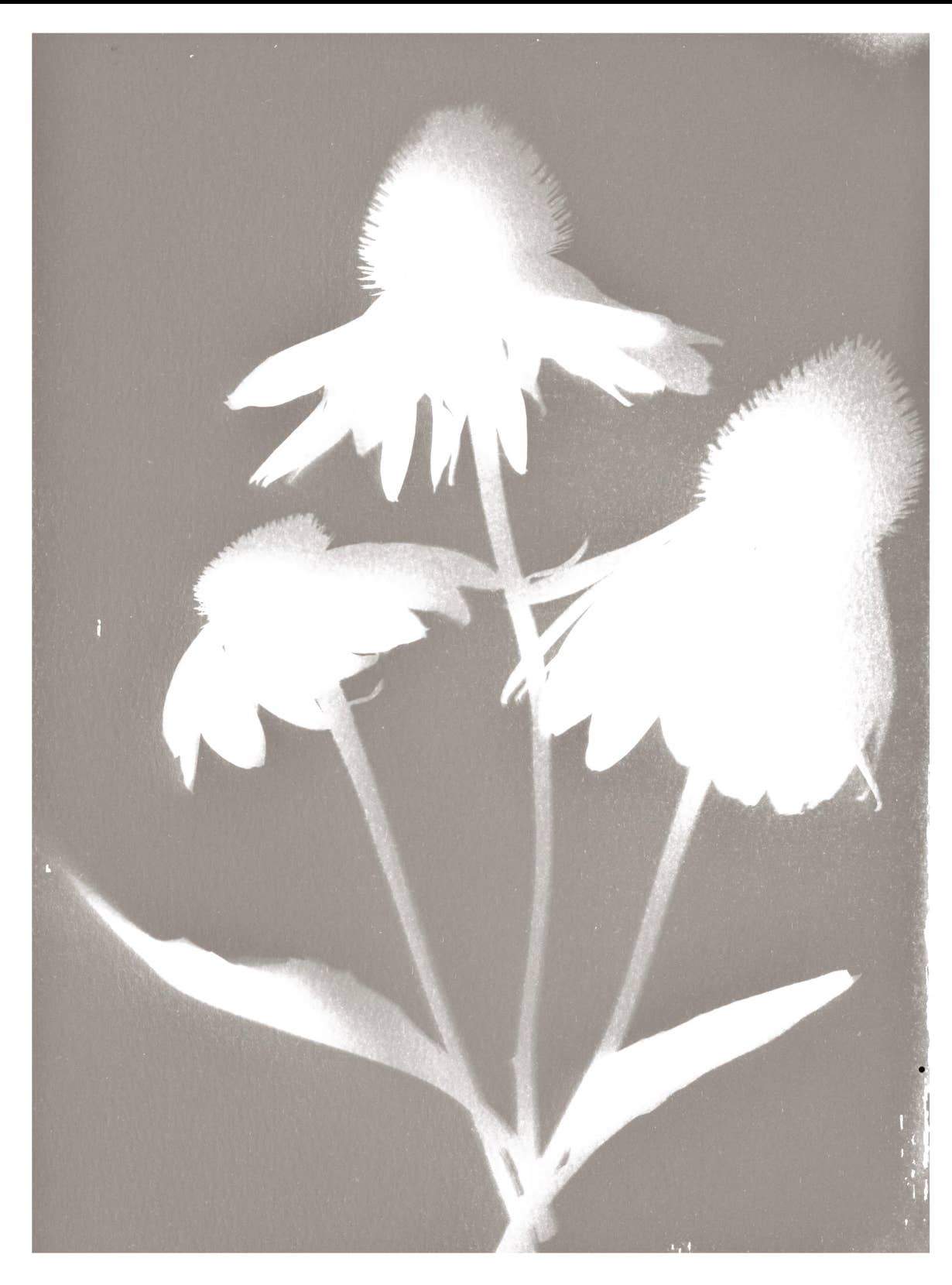 FLORAL CYANOTYPE PRINT  - ON STRETCHED CANVAS