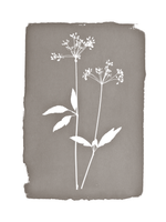 FLORAL CYANOTYPE PRINT  - ON STRETCHED CANVAS